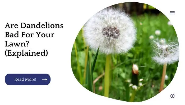 Are Dandelions Bad For Your Lawn? (Explained)