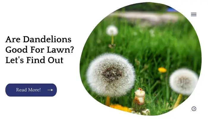 Are Dandelions Good For Lawn? Let's Find Out