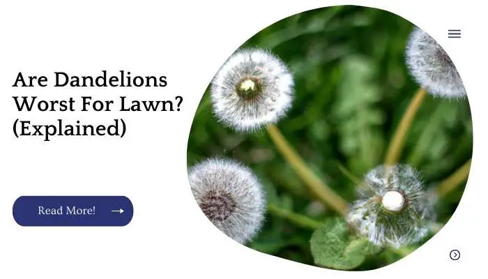 Are Dandelions Worst For Lawn? (Explained)
