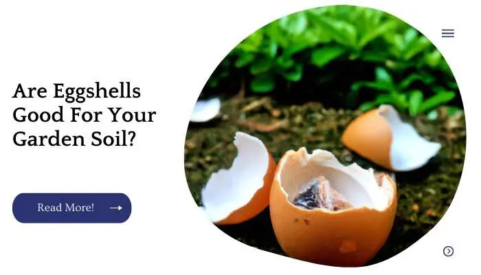 Are Eggshells Good For Your Garden Soil?