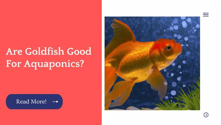 Are Goldfish Good For Aquaponics? 