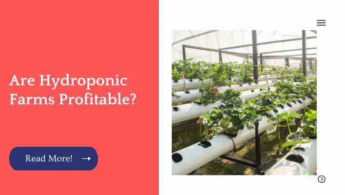 Are Hydroponic Farms Profitable?