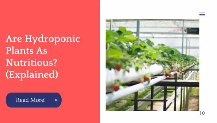 Are Hydroponic Plants As Nutritious? (Explained)
