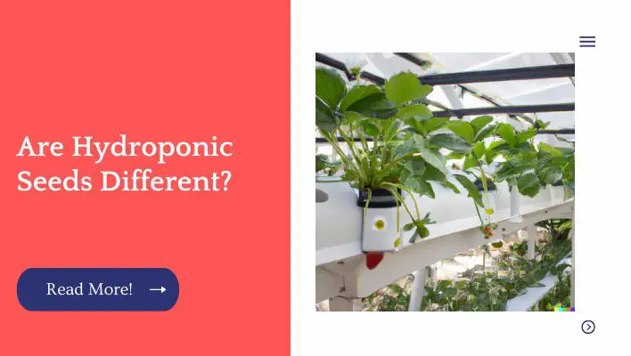 Are Hydroponic Seeds Different? 