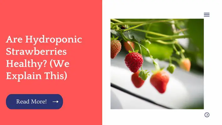 Are Hydroponic Strawberries Healthy? (We Explain This)