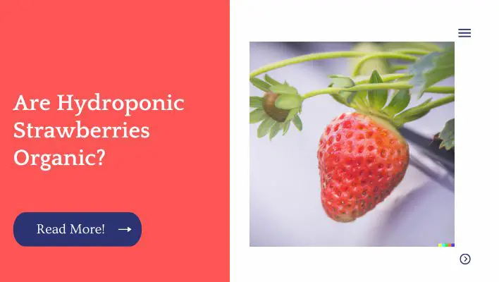 Are Hydroponic Strawberries Organic?