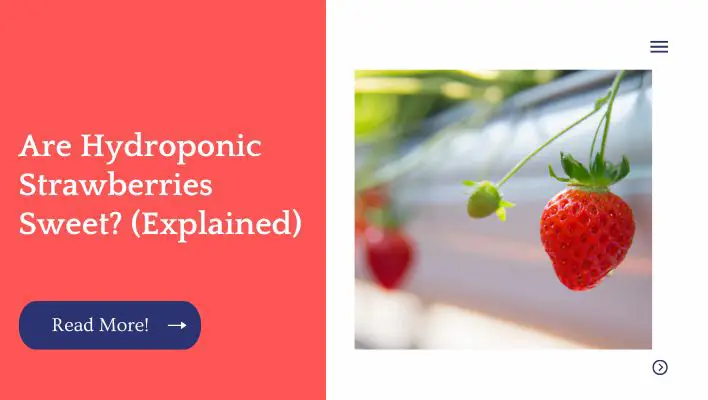 Are Hydroponic Strawberries Sweet? (Explained)