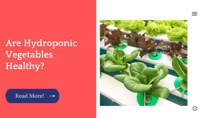 Are Hydroponic Vegetables Healthy?