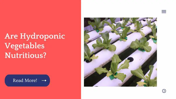 Are Hydroponic Vegetables Nutritious?