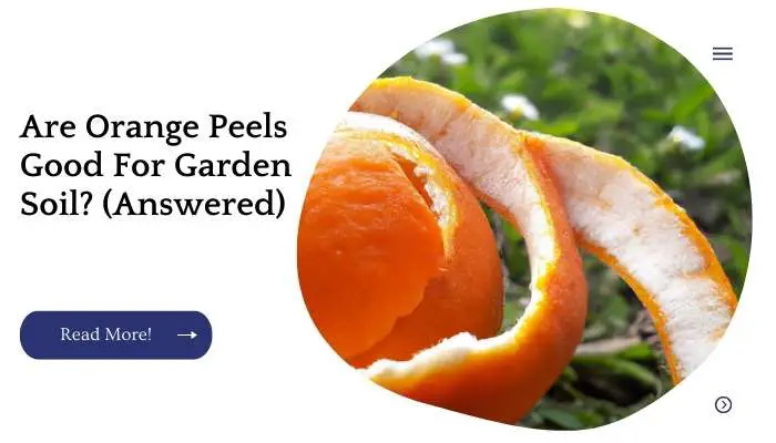 Are Orange Peels Good For Garden Soil? (Answered)