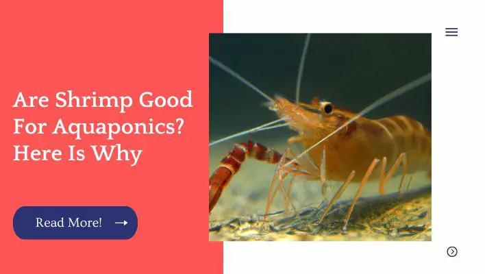 Are Shrimp Good For Aquaponics? Here Is Why
