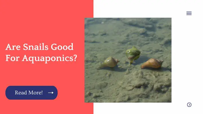 Are Snails Good For Aquaponics? 