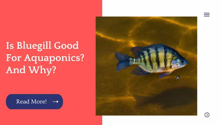 Is Bluegill Good For Aquaponics? And Why? 
