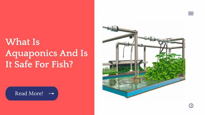 What Is Aquaponics And Is It Safe For Fish?
