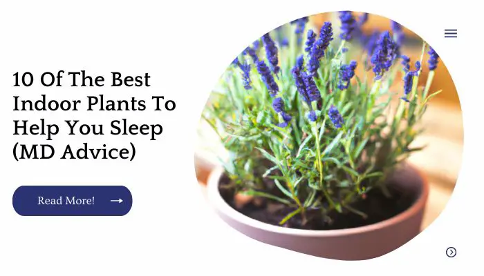 10 Of The Best Indoor Plants To Help You Sleep (MD Advice)