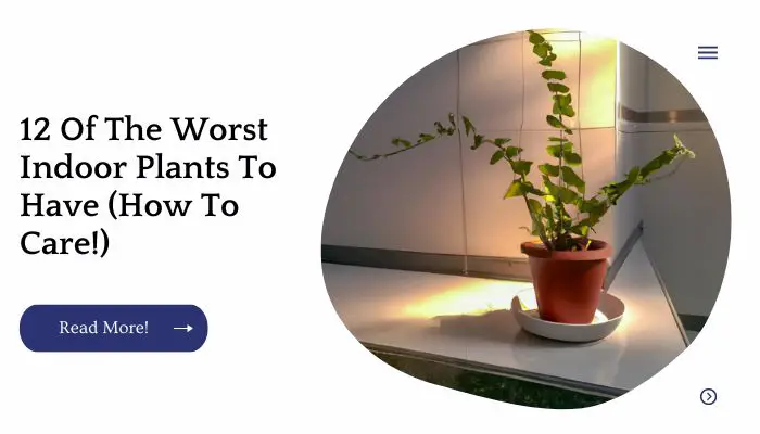 12 Of The Worst Indoor Plants To Have (How To Care!)