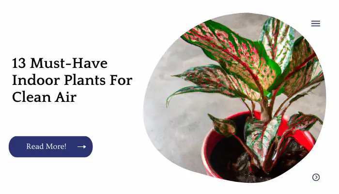 13 Must-Have Indoor Plants For Clean Air