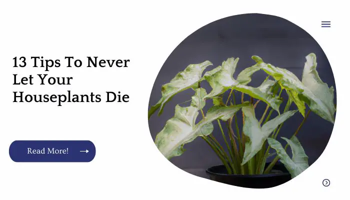 13 Tips To Never Let Your Houseplants Die