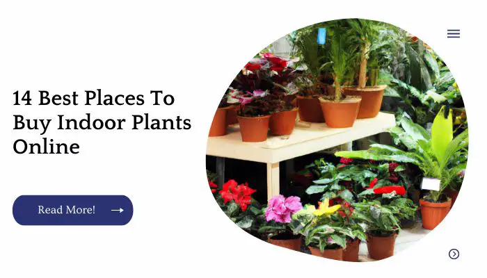 14 Best Places To Buy Indoor Plants Online
