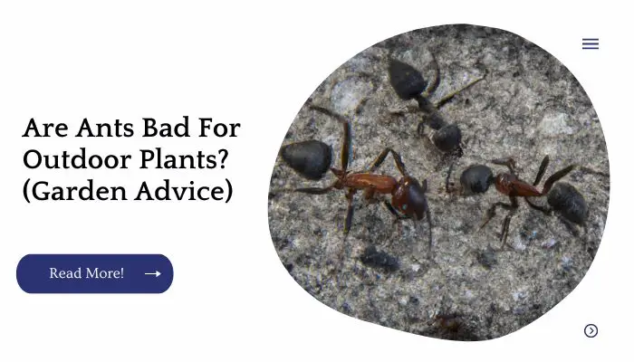 Are Ants Bad For Outdoor Plants? (Garden Advice)
