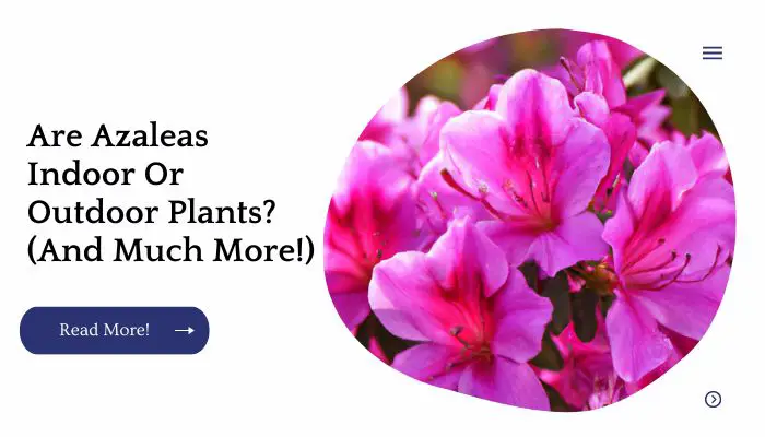 Are Azaleas Indoor Or Outdoor Plants? (And Much More!)