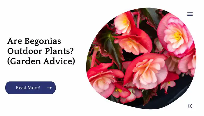 Are Begonias Outdoor Plants? (Garden Advice)