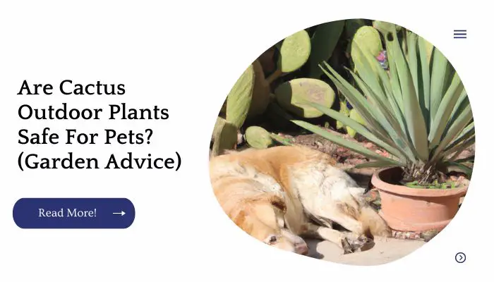 Are Cactus Outdoor Plants Safe For Pets? (Garden Advice)