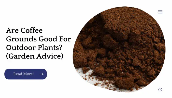 Are Coffee Grounds Good For Outdoor Plants? (Garden Advice)