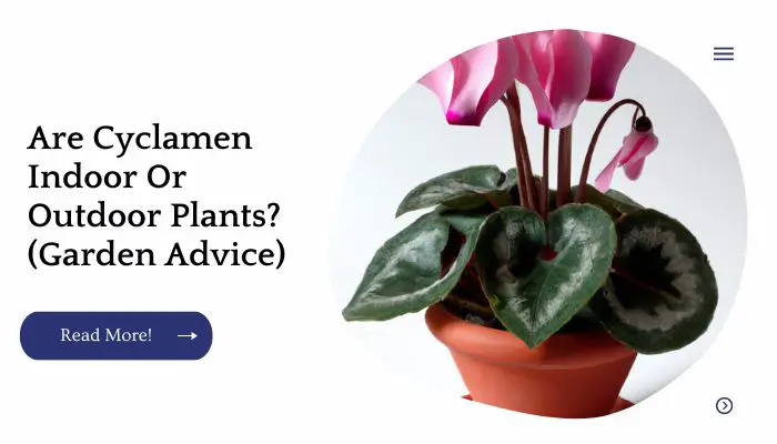 Are Cyclamen Indoor Or Outdoor Plants? (Garden Advice)