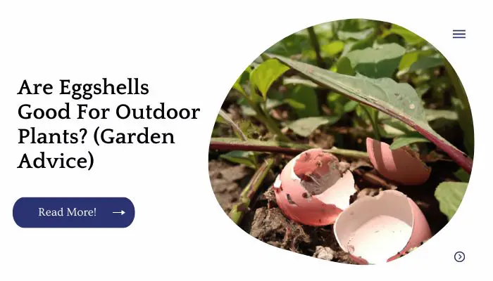 Are Eggshells Good For Outdoor Plants? (Garden Advice)