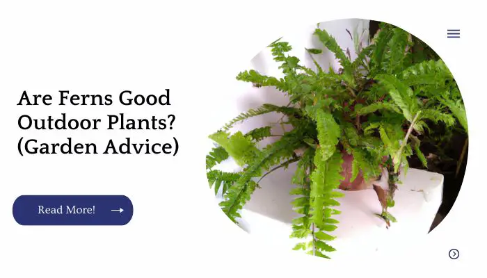 Are Ferns Good Outdoor Plants? (Garden Advice)