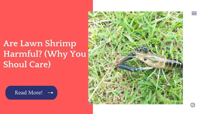 are lawn shrimp harmful