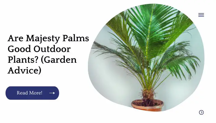 Are Majesty Palms Good Outdoor Plants? (Garden Advice)