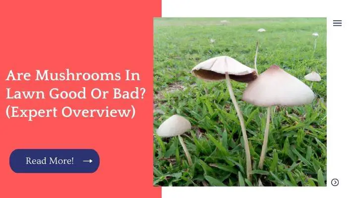 Are Mushrooms In Lawn Good Or Bad? (Expert Overview)