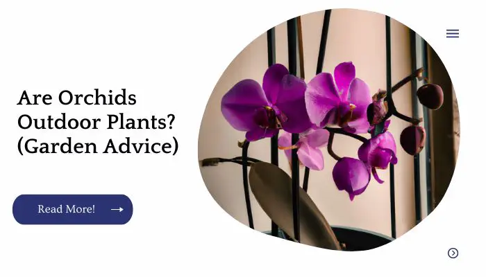 Are Orchids Outdoor Plants? (Garden Advice)