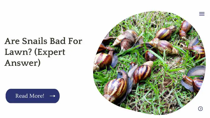 Are Snails Bad For Lawn? (Expert Answer)