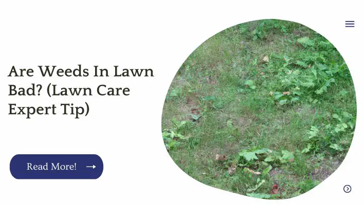Are Weeds In Lawn Bad? (Lawn Care Expert Tip)