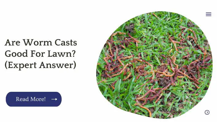 Are Worm Casts Good For Lawn? (Expert Answer)
