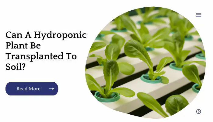 Can A Hydroponic Plant Be Transplanted To Soil?