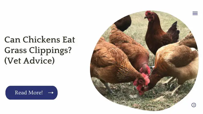 Can Chickens Eat Grass Clippings? (Vet Advice)