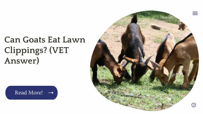 Can Goats Eat Lawn Clippings? (VET Answer)