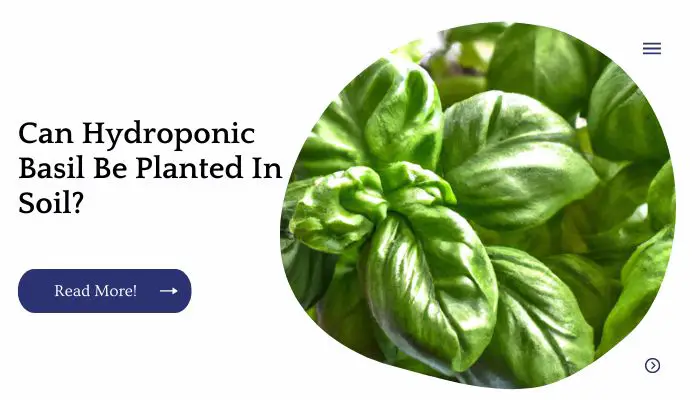 Can Hydroponic Basil Be Planted In Soil?