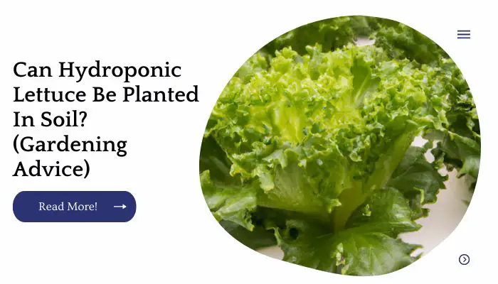 Can Hydroponic Lettuce Be Planted In Soil? (Gardening Advice)