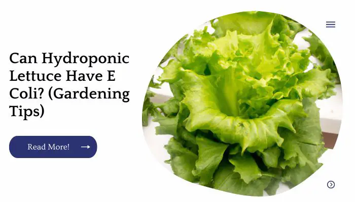 Can Hydroponic Lettuce Have E Coli? (Gardening Tips)