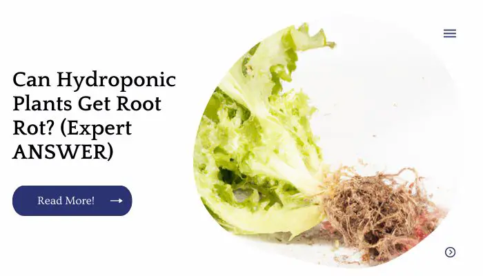 Can Hydroponic Plants Get Root Rot? (Expert ANSWER)
