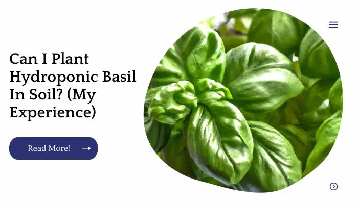 Can I Plant Hydroponic Basil In Soil? (My Experience)