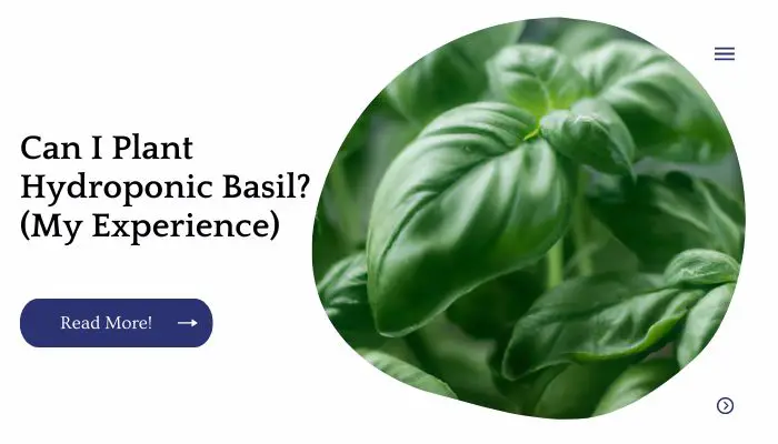 Can I Plant Hydroponic Basil? (My Experience)