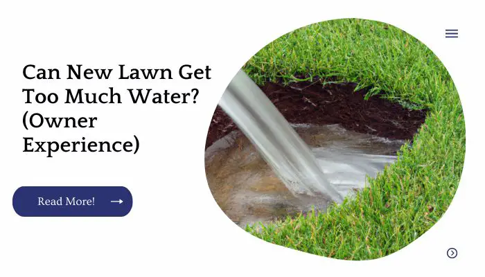 Can New Lawn Get Too Much Water? (Owner Experience)