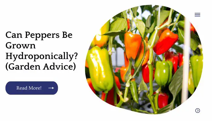 Can Peppers Be Grown Hydroponically? (Garden Advice)