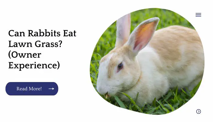 Can Rabbits Eat Lawn Grass? (Owner Experience)